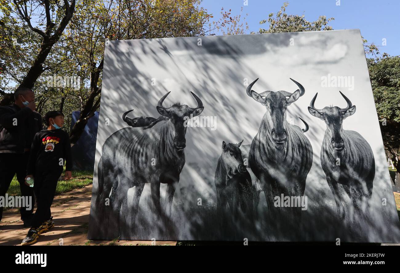 Le Benjamin Mkapa African Wildlife Photography Awards s'est tenu au zoo de Kunming, à Kunming City, dans la province du Yunnan, dans le sud-ouest de la Chine, du 13 au 24 novembre 2022. (Photo de ChinaImages/Sipa USA) Banque D'Images