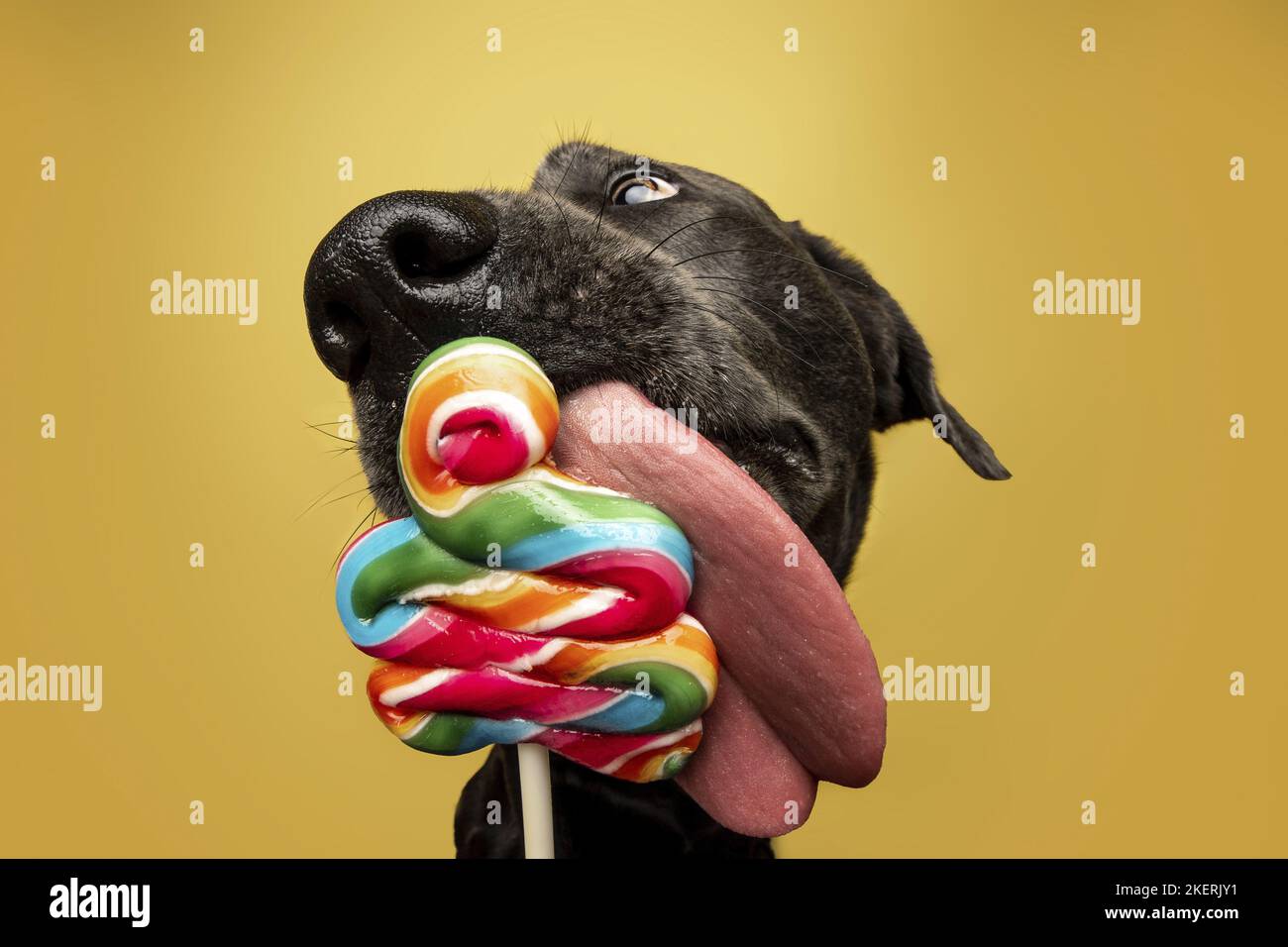 Labrador Retriever Portrait Banque D'Images