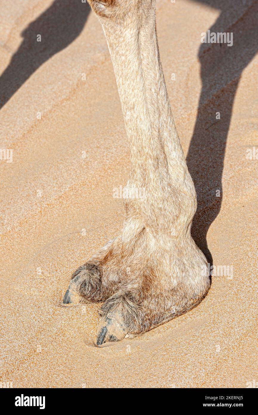Gros plan du pied Camel, grand coussin en similicuir, dans le sable, morphologie animale Banque D'Images