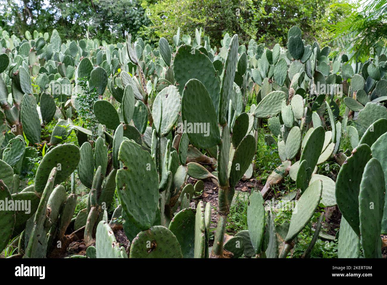 Champ de cactus nopal utilisé pour la culture d'insectes cochenille pour la fabrication de colorants cochenille naturels pour les textiles. Oaxaca, Mexique. Banque D'Images