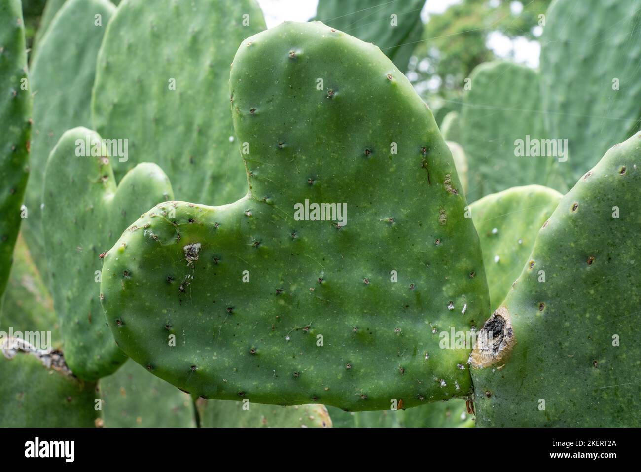 Un bloc de cactus nopal en forme de cœur. Utilisé pour la culture d'insectes cochenille pour la fabrication de colorants cochenille naturels pour les textiles. Oaxaca, Mexique. Banque D'Images