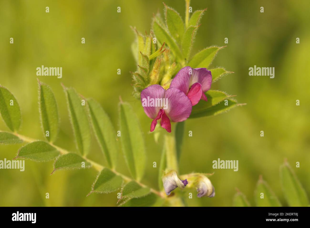 Gros plan coloré sur une vesce rose pourpre, Vicia sativa, fleur dans le champ Banque D'Images