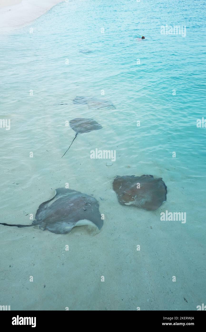 Fulidhoo est une plage calme et paisible où vous pouvez trouver des raies et des requins sur la mer. Banque D'Images