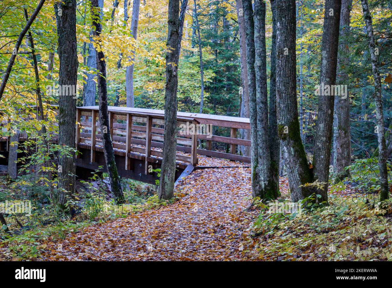 Les sentiers de randonnée dans la zone récréative du Saint Peters Dome dans la forêt nationale de Chequamegon-Nicolet dans le nord du Wisconsin prennent vie avec de la couleur. Banque D'Images