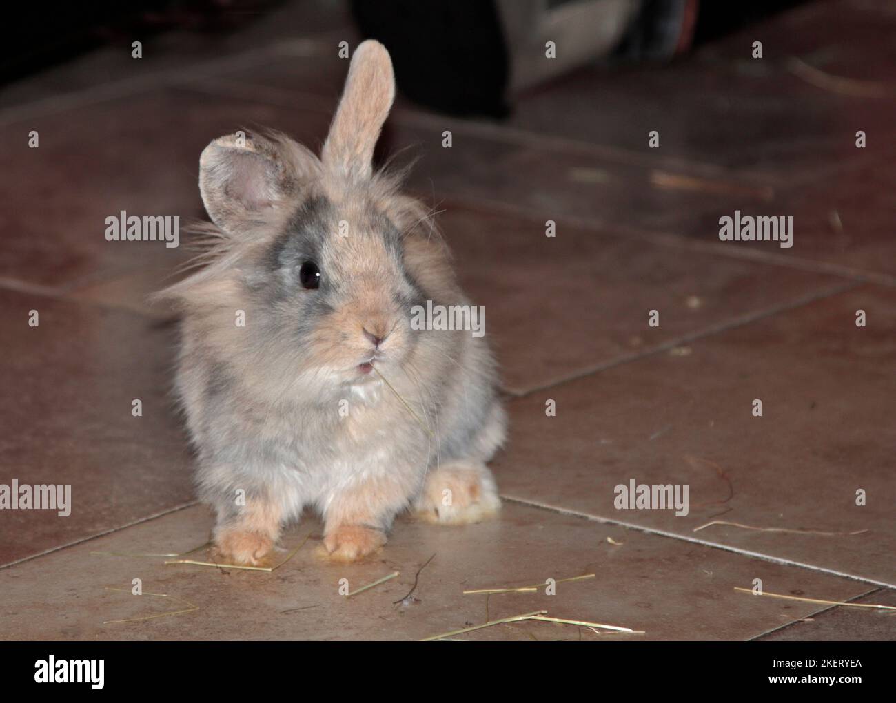 Mini-Lion d'arrêt de lapin pour jeunes (16 semaines) Banque D'Images