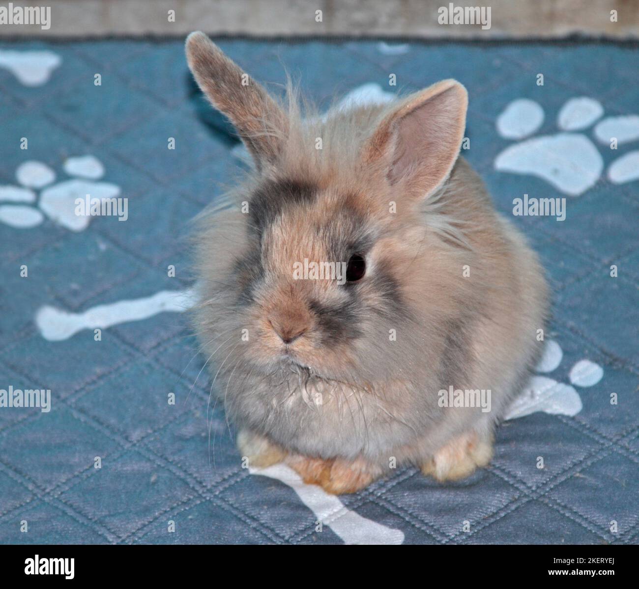Mini-Lion d'arrêt de lapin pour jeunes (16 semaines) Banque D'Images