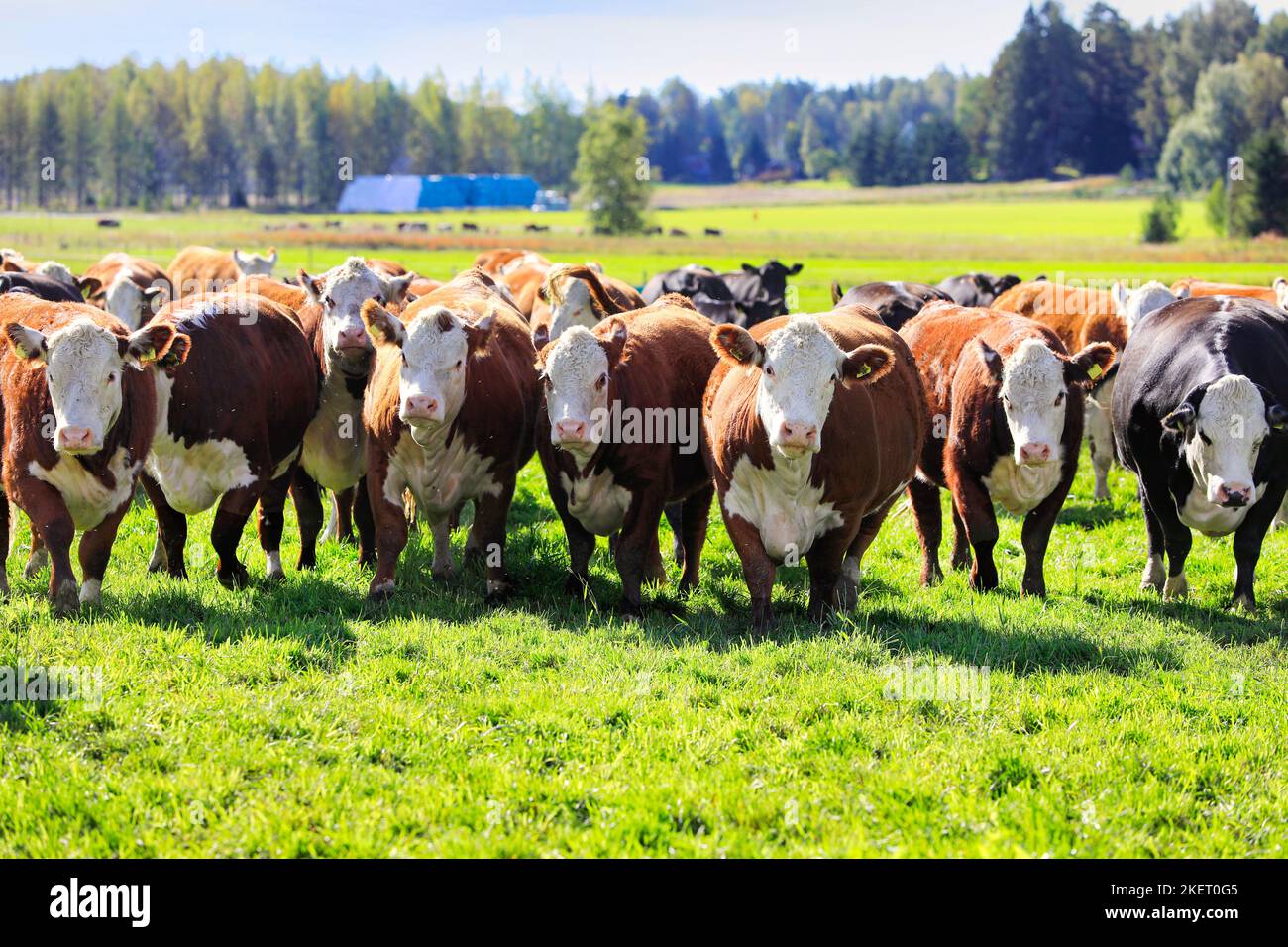 Troupeau de bétail de Hereford en pâturage dans un champ herbacé lors d'une belle journée. Les vaches sont curieux et se déplacent vers la caméra. Banque D'Images
