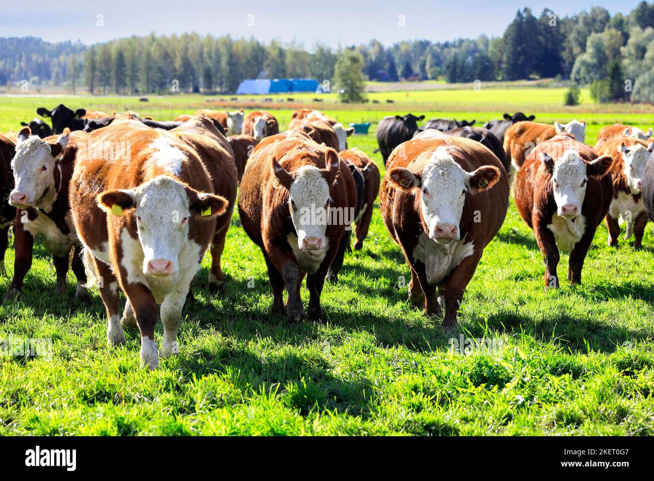 Le troupeau de bétail de Hereford dans le champ herbacé est curieux et court vers la caméra. Banque D'Images