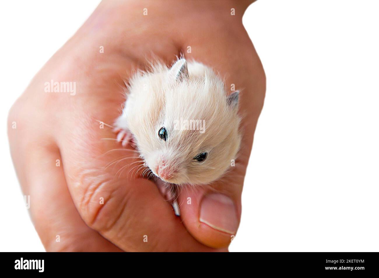 Un petit hamster dans sa main dans un isolat. La main tient un rongeur beige sur fond blanc. Portrait d'une souris. Prendre soin d'un animal de compagnie. Le museau d'un hamster pour animaux de compagnie. Banque D'Images
