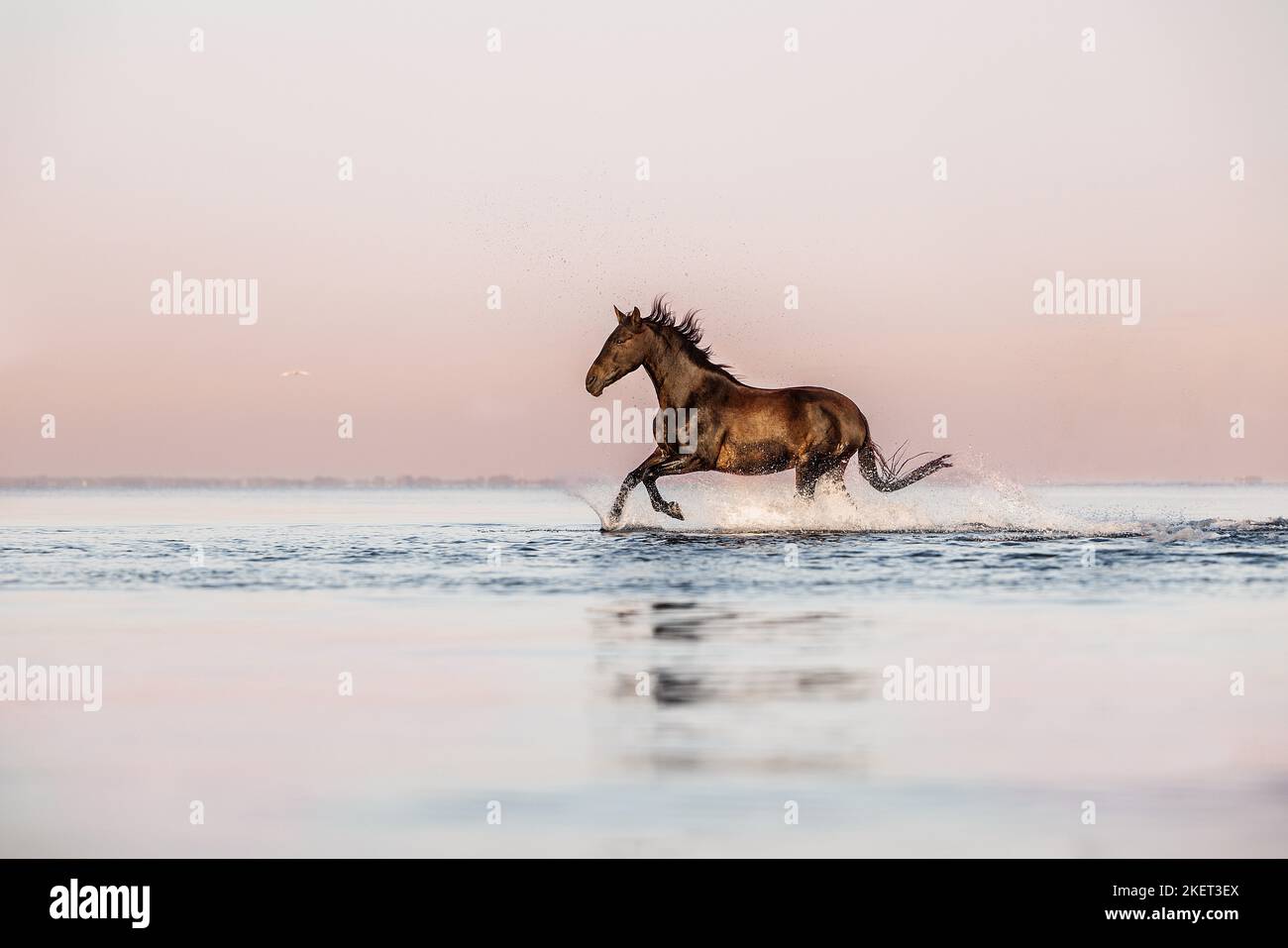 Pura Raza Espanola dans l'eau Banque D'Images