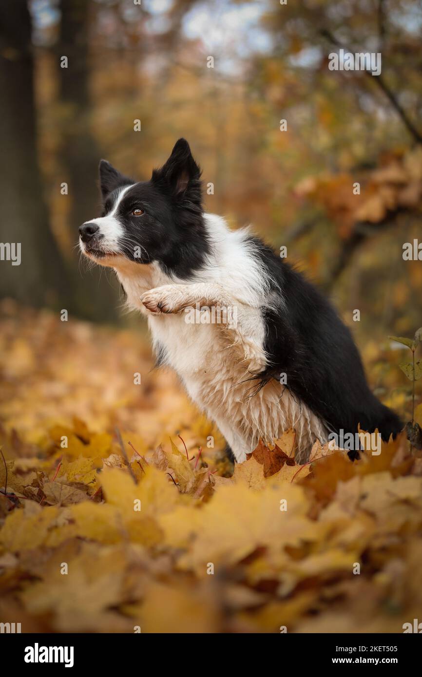 Frontière intelligente Collie avec Paw Up dans la forêt d'automne. Le joli chien noir et blanc fait le tour dans la nature d'octobre. Banque D'Images