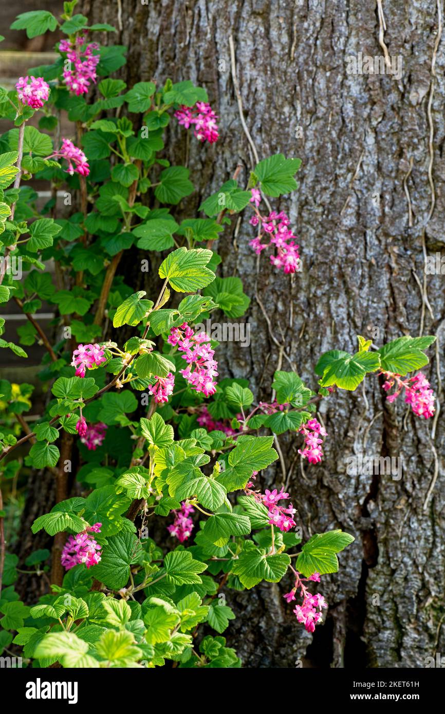 Délicat rouge fleurs roses de l'arbuste actuel Banque D'Images