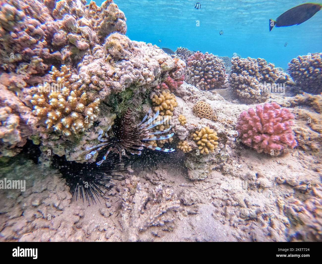 Le diable tropical exotique ou lionfish commun connu sous le nom de Pterois Miles sous l'eau au récif de corail. Vie sous-marine de récif avec coraux et tropica Banque D'Images