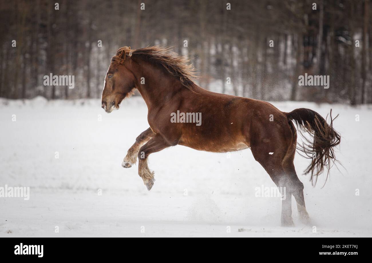 Galopant sang froid sud-allemand Banque D'Images