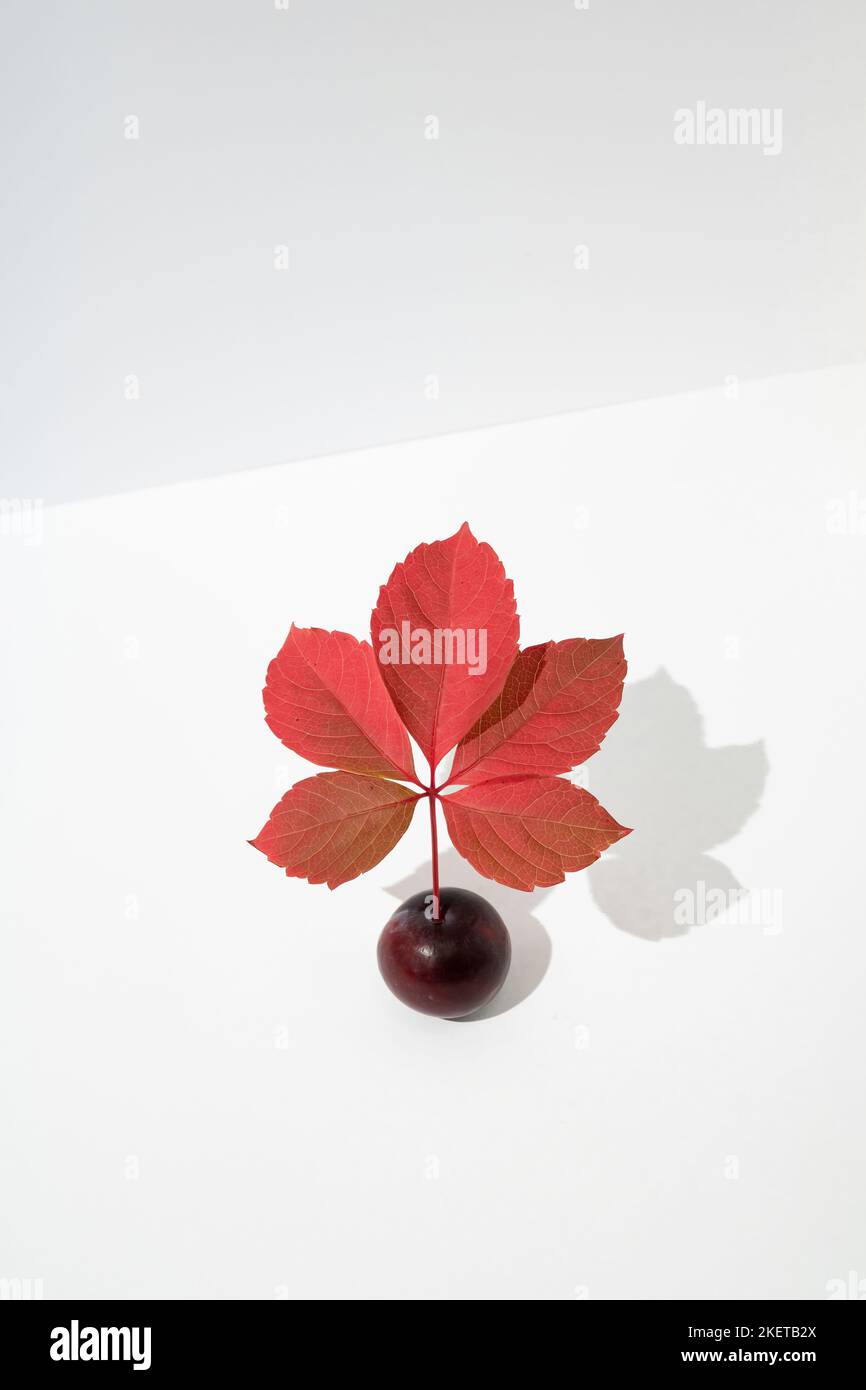 Prune fraîche avec branche de feuilles d'automne rouges isolées sur fond blanc. Concept minimal. Banque D'Images