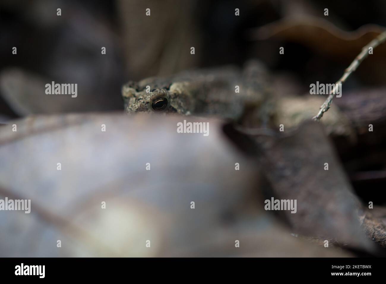 Un petit crapaud qui surprend le feuillage de la forêt Banque D'Images