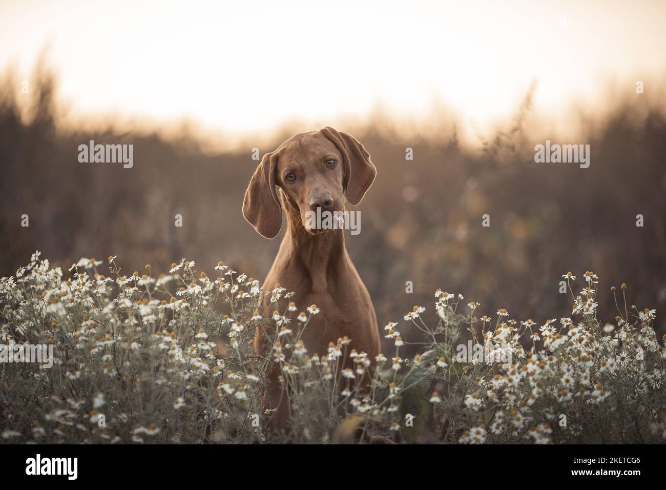 Magyar Vizsla devint Portrait Banque D'Images