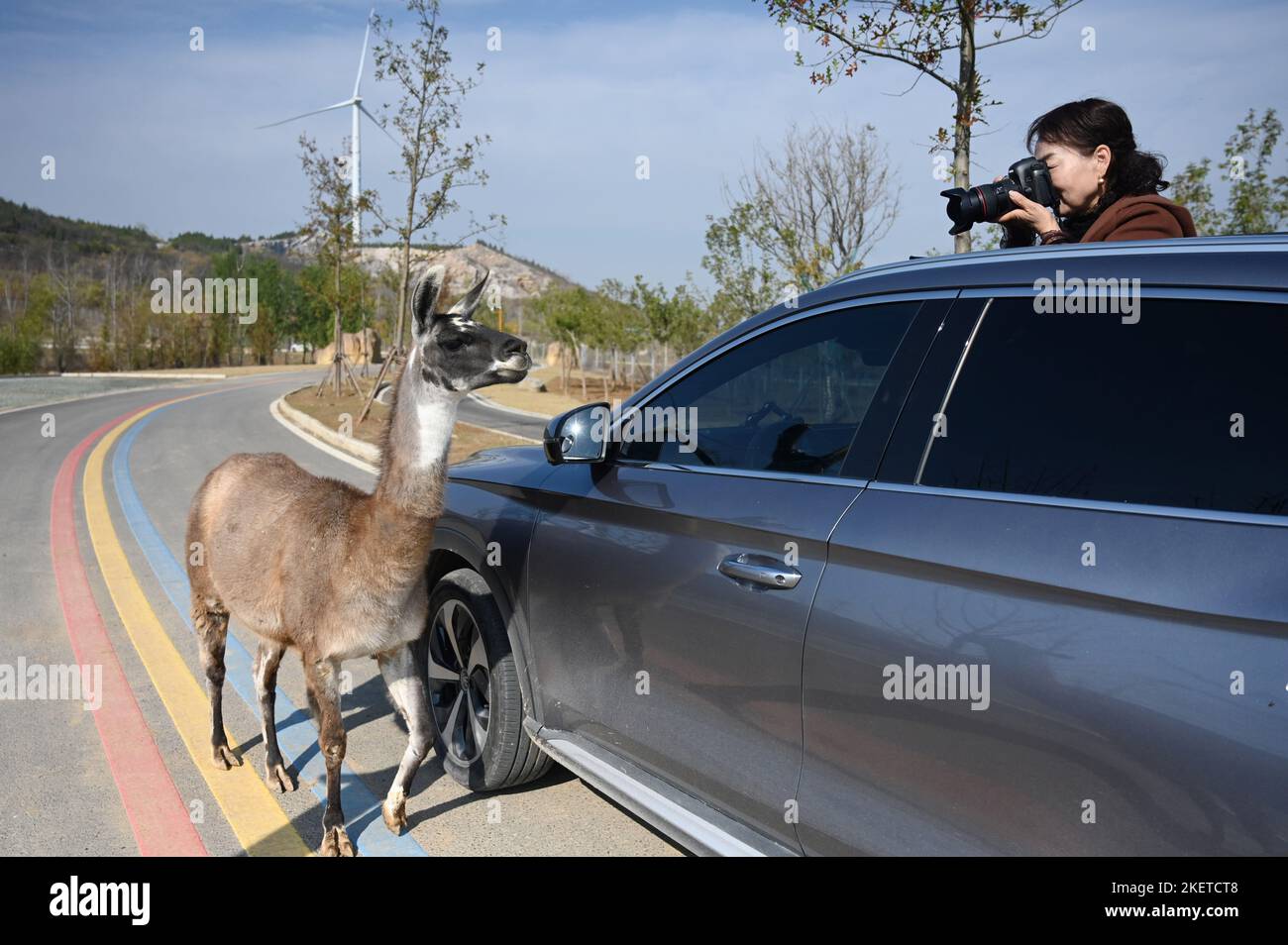 XUZHOU, CHINE - 14 NOVEMBRE 2022 - Un passionné de photographie prend une photo de près de la faune dans le parc safari de Jiudingshan, Xuzhou, province de Jiangsu, Chin Banque D'Images