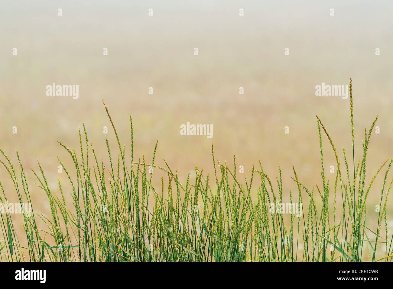 Zone d'herbe dans le matin brumeux à Zlatibor en Serbie Banque D'Images