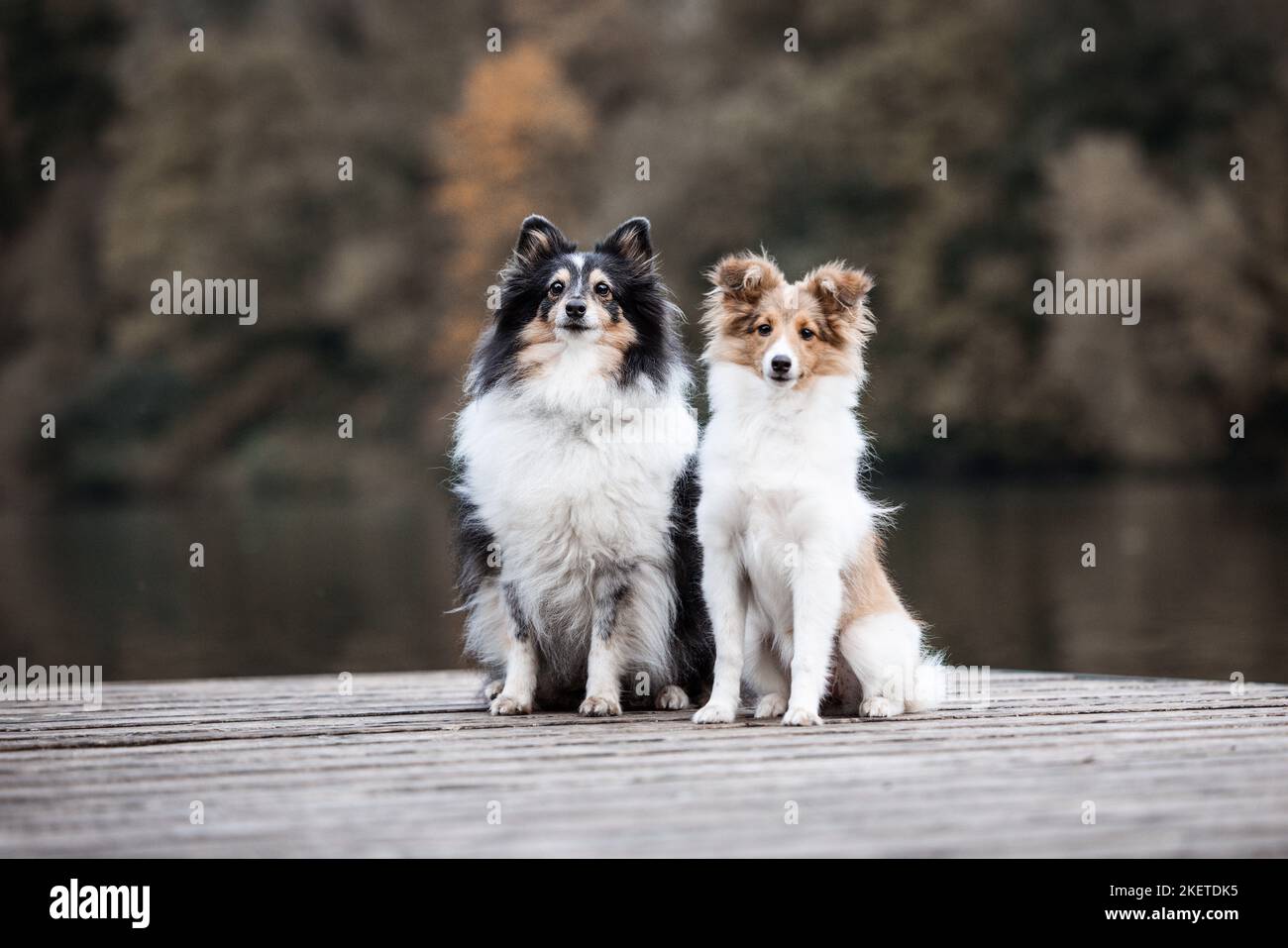 2 shelties Banque D'Images