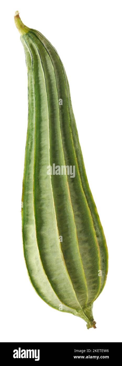 luffa incliné isolé sur fond blanc, également connu sous le nom de gourde strié ou okra chinois, légumes sains entiers Banque D'Images