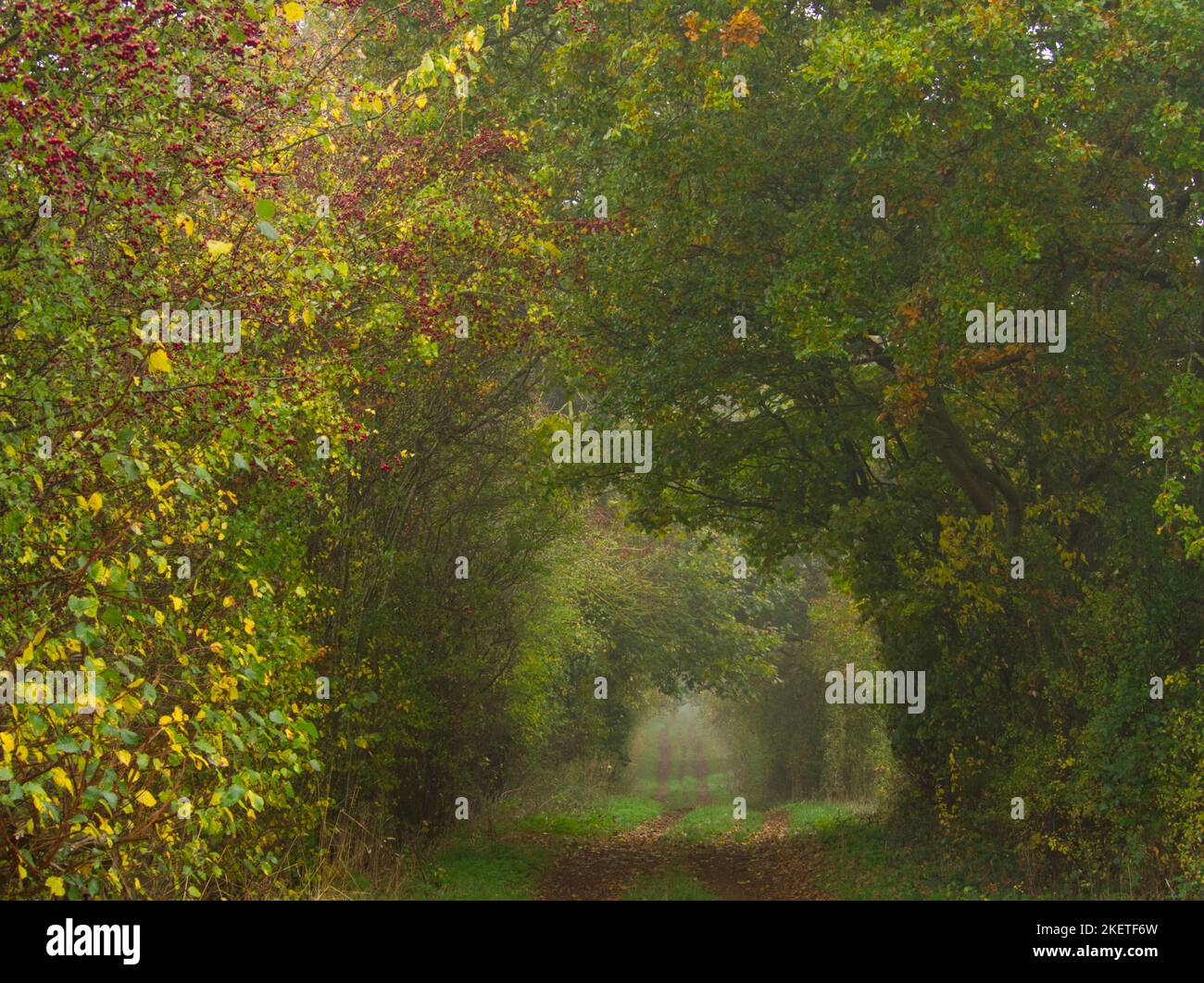 Un sentier de campagne bordé d'arbres dans la brume d'automne Banque D'Images