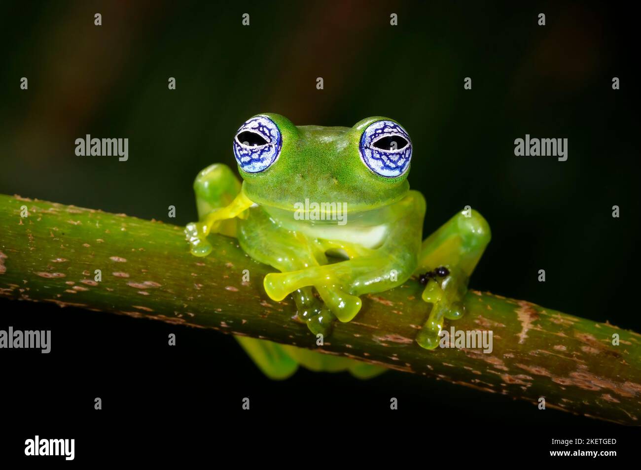 Portrait de grenouille en verre fantôme (Centrolenella ilex), assis sur une branche dans la forêt tropicale, en regardant l'appareil photo, Costa Rica. Banque D'Images