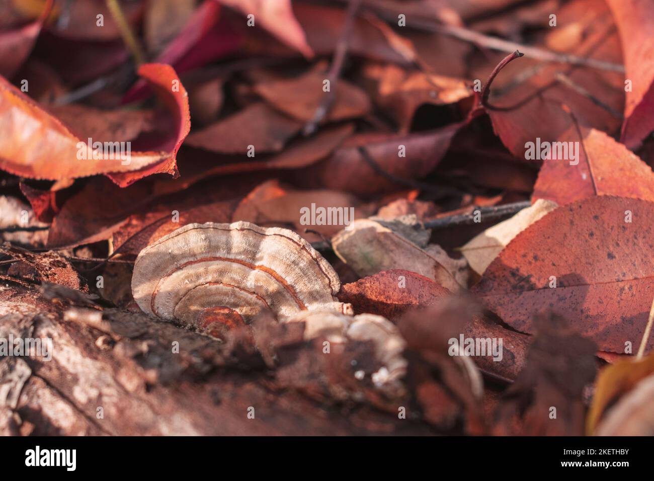 Champignons de carie sur un tronc d'arbre. Copier l'espace Banque D'Images