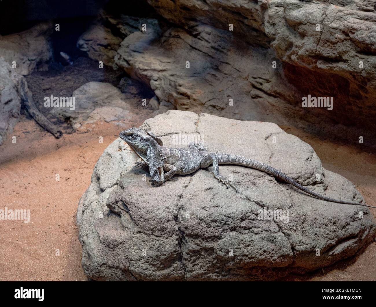 Lézard à collerette Banque D'Images