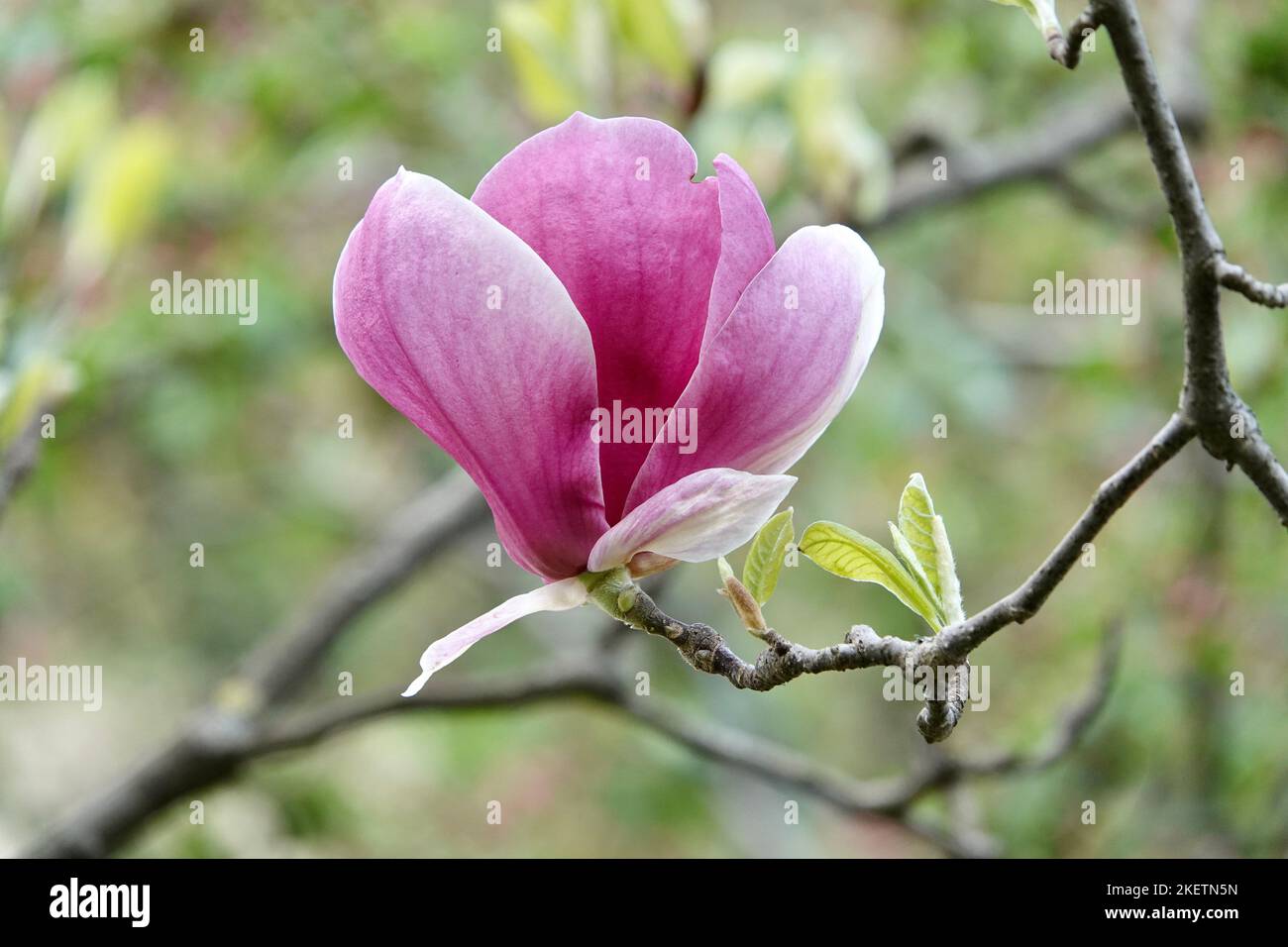 Le Magnolia soulangeana est une plante hybride du genre Magnolia et de la famille des Magnoliaceae. Fleurs de Magnolia, flou magnifique arrière-plan de bokeh Banque D'Images