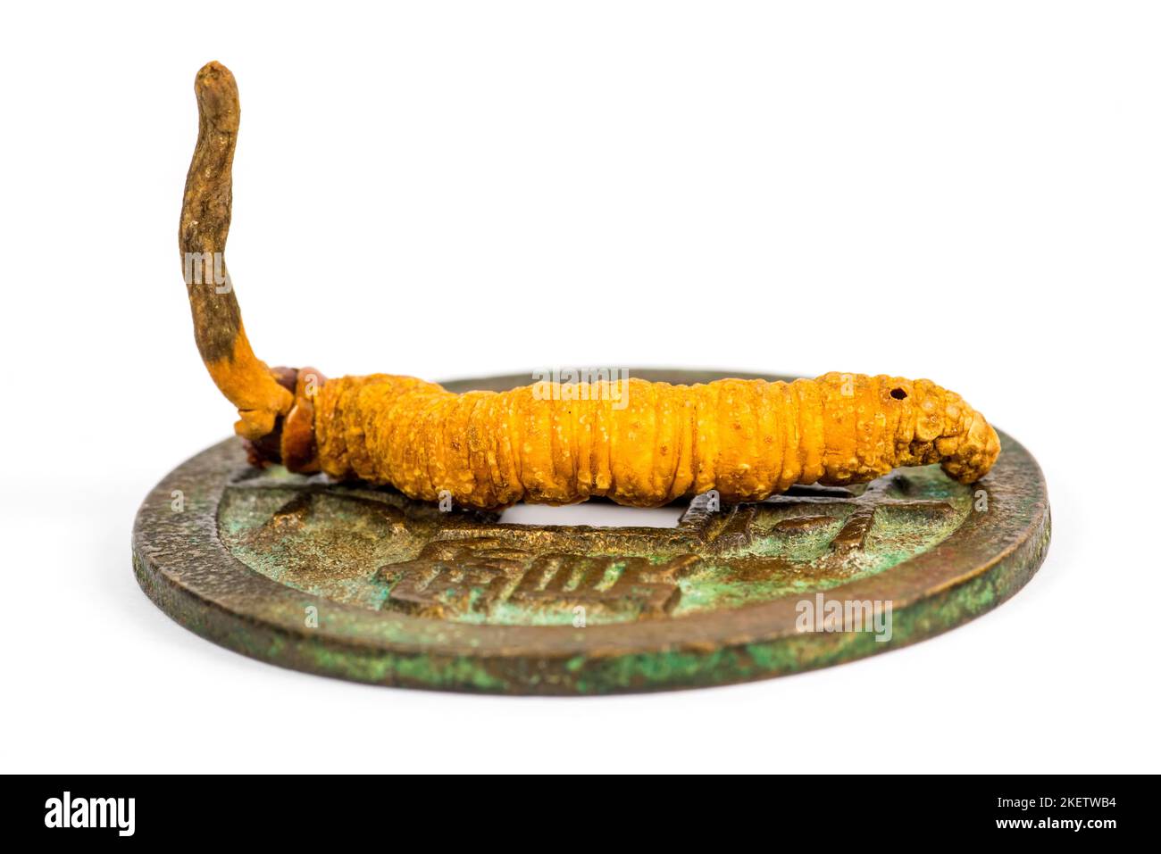 Un champignon de Caterpillar sur une pièce de monnaie chinoise antique Banque D'Images