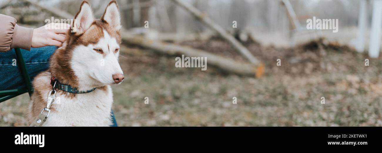 husky siberian dog. portrait animal de compagnie mignon blanc brun mammifère d'un an avec des yeux bleus avec des gens qui la caressent en automne rustique a Banque D'Images