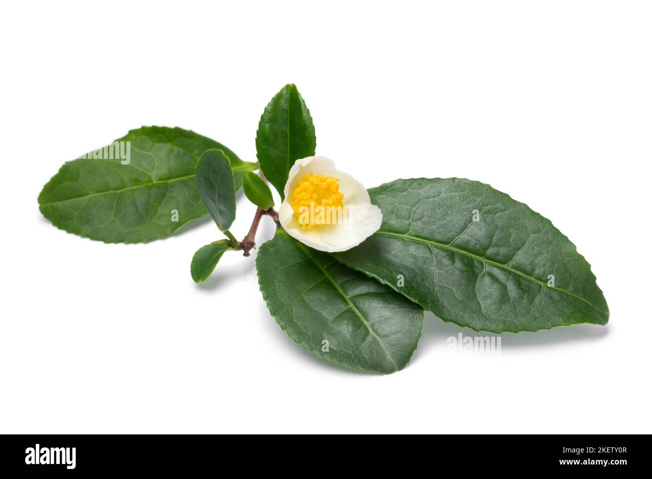 Une seule fleur de thé frais, Camellia sinensis, et des feuilles isolées sur fond blanc Banque D'Images