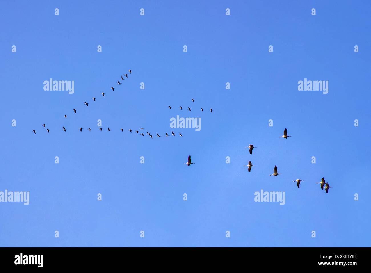 Zugvögel. Überflug vor blauen Himmel Banque D'Images