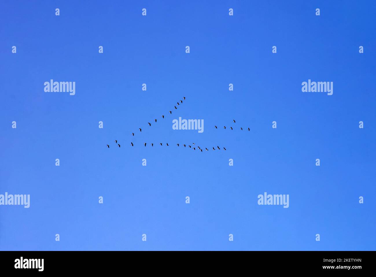 Zugvögel. Überflug vor blauen Himmel Banque D'Images