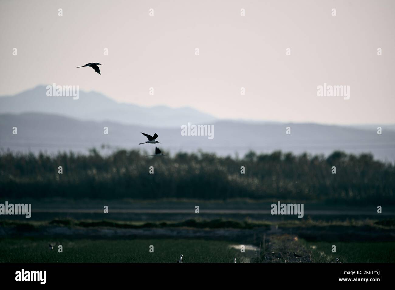 curieux oiseaux avec le long bec et les jambes volent au-dessus de la végétation près des montagnes, parc naturel d'albufera valence, espagne Banque D'Images