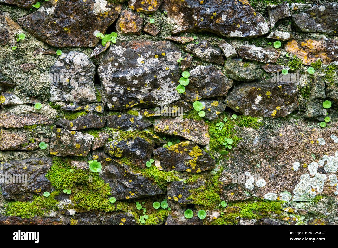 Mur en pierre avec lichen et feuilles Banque D'Images