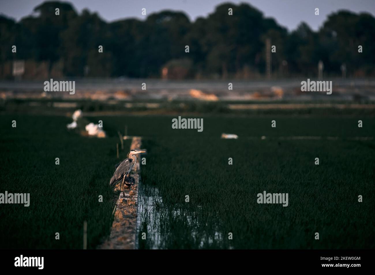 grand oiseau gris au cou rétréci bec jaune et longues jambes debout sur le mur près de l'eau, parc naturel d'albufera valence, espagne Banque D'Images