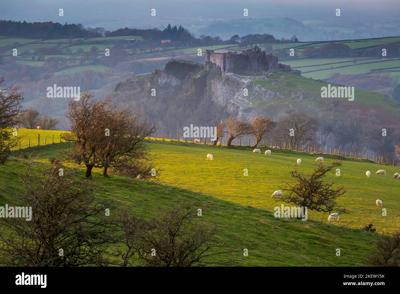 Moutons paître près du château de Carreg Cennen, sur une colline près de la rivière Cennen dans le village de Trapp, à six miles au sud de Llandeilo à Carmart Banque D'Images