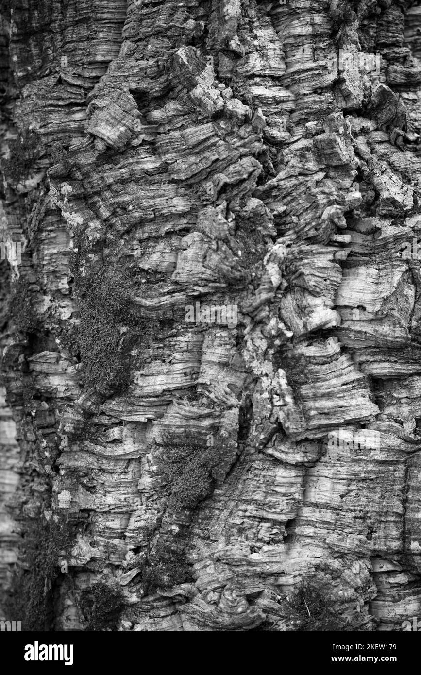 Écorce d'un arbre avec texture et détails Banque D'Images