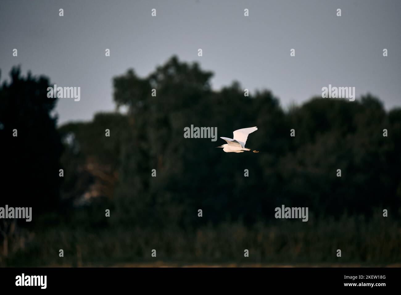 nice oiseau blanc glissant avec des ailes étirées solitaire près des arbres et de la nature, parc naturel d'albufera valence, espagne Banque D'Images