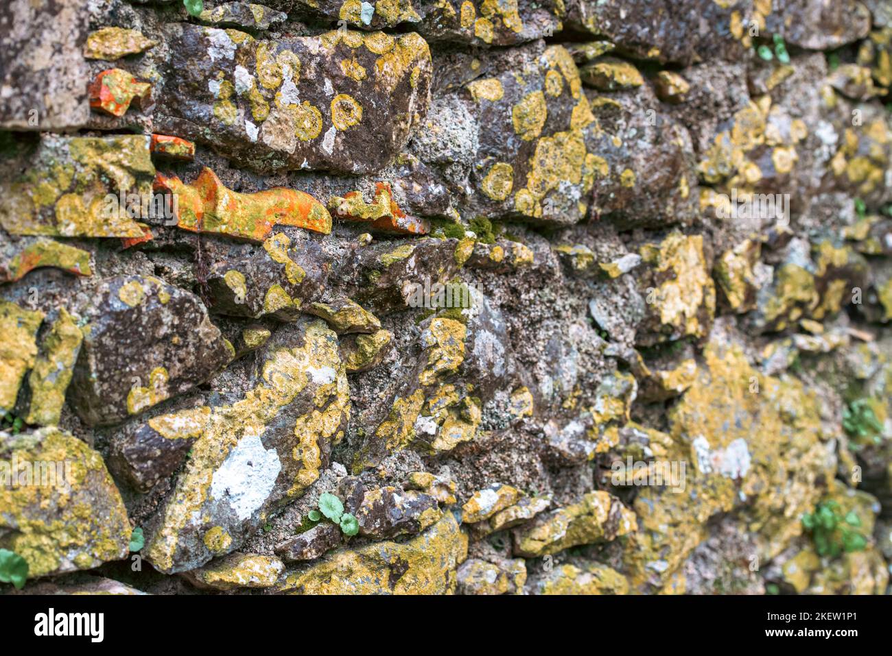 Mur en pierre avec lichen et feuilles Banque D'Images