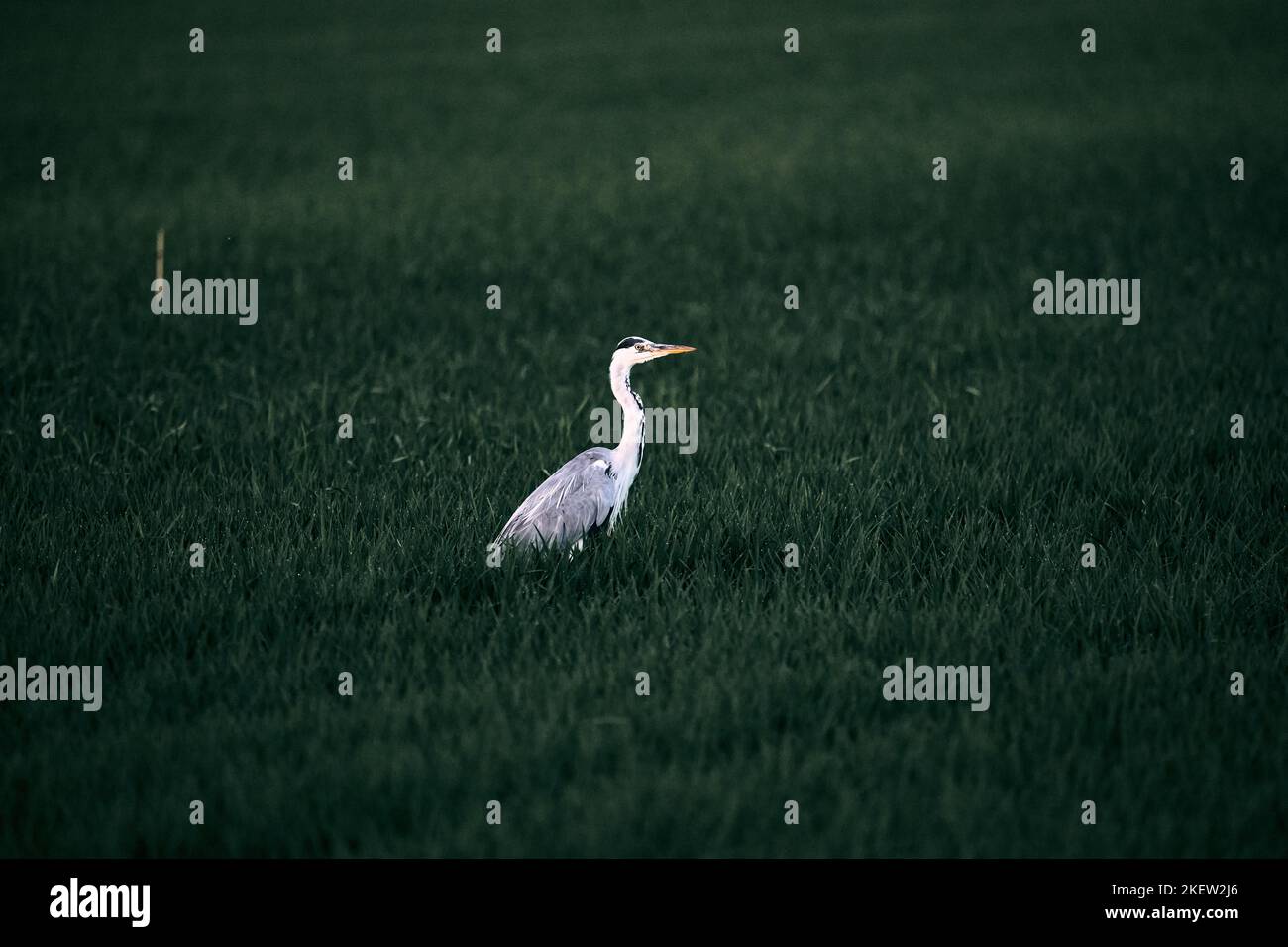 grand oiseau à col blanc long et bec jaune perché sur une prairie verte, parc naturel d'albufera valence, espagne Banque D'Images