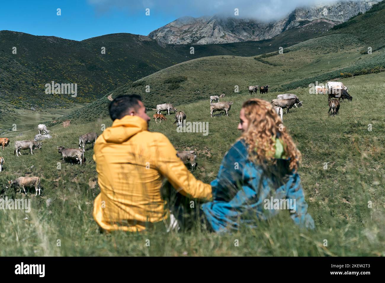 couple hétérosexuel en blouson jaune et bleu tenant les mains assis sur l'herbe de prairie à côté des vaches, ruta del cares asturias, espagne Banque D'Images