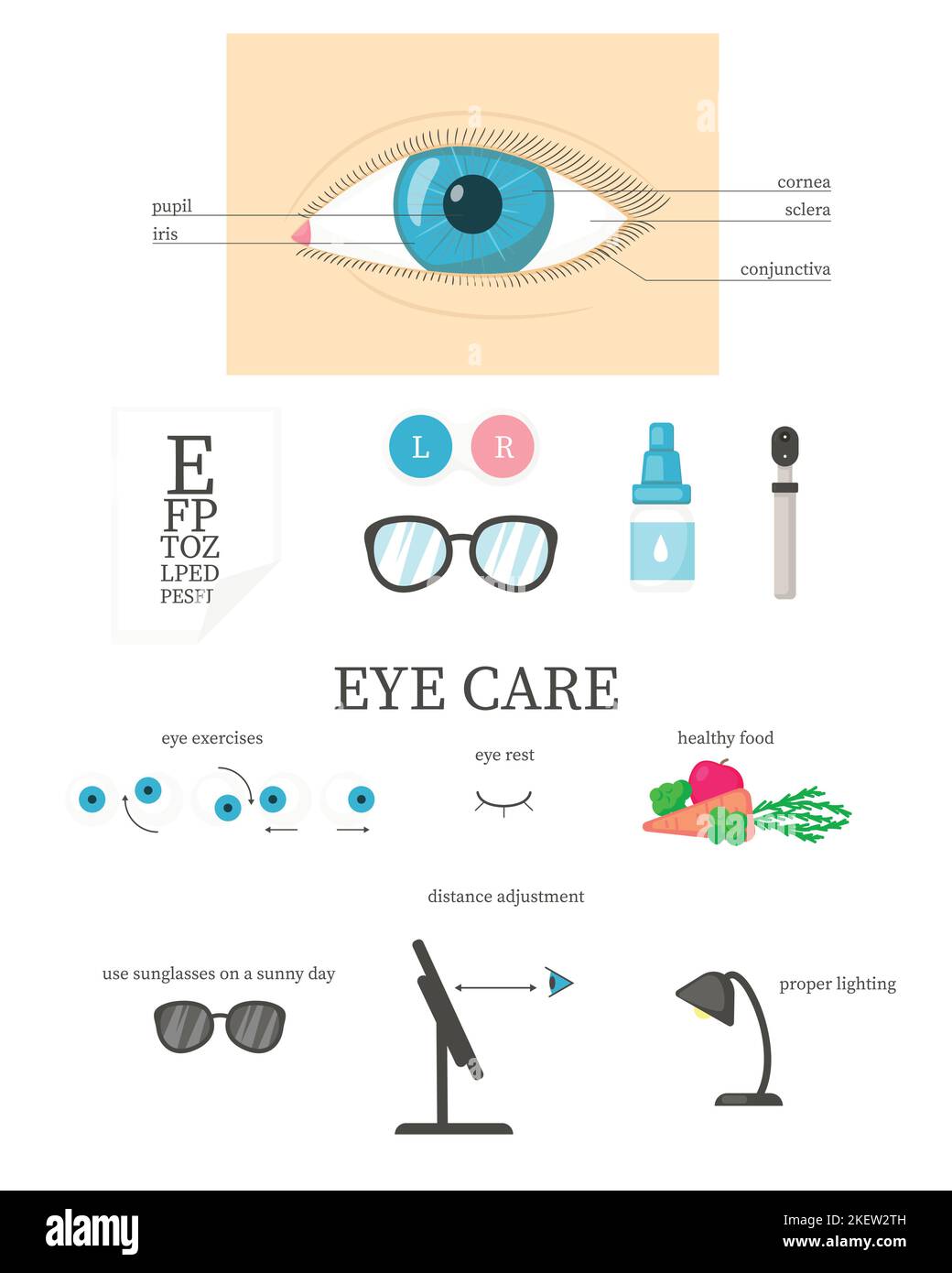 Schéma de l'œil humain, infographie sur les soins ophtalmologiques, illustration vectorielle isolée à plat. Outils ophtalmologues, lentilles de contact, lunettes, nourriture pour l'héa Illustration de Vecteur