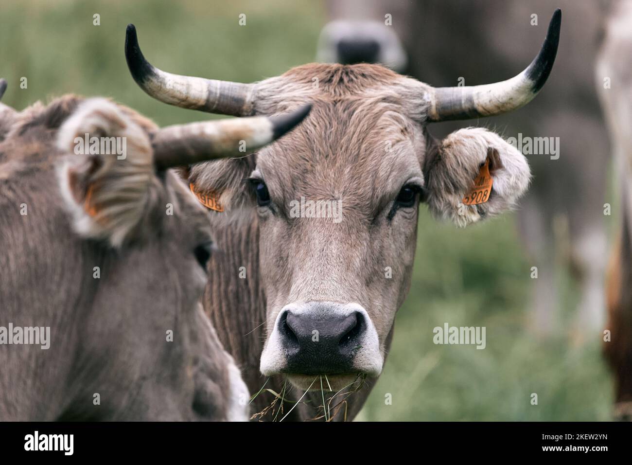 tête de vache avec de grandes cornes regardant la caméra avec d'autres animaux paître tranquillement dans le champ, ruta del cares asturias, espagne Banque D'Images