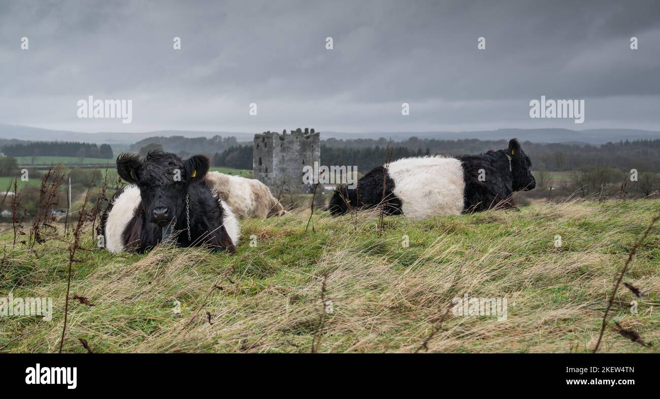 Projet de restauration des broutage des bovins Galloway à Threave Banque D'Images