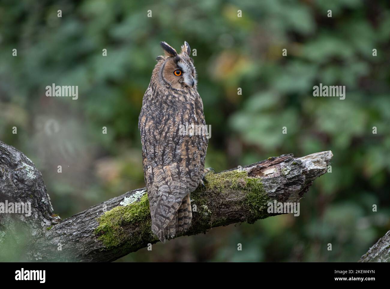 Hibou à longues oreilles : ASIO otus. Oiseau captif, conditions contrôlées. Hampshire, Royaume-Uni Banque D'Images