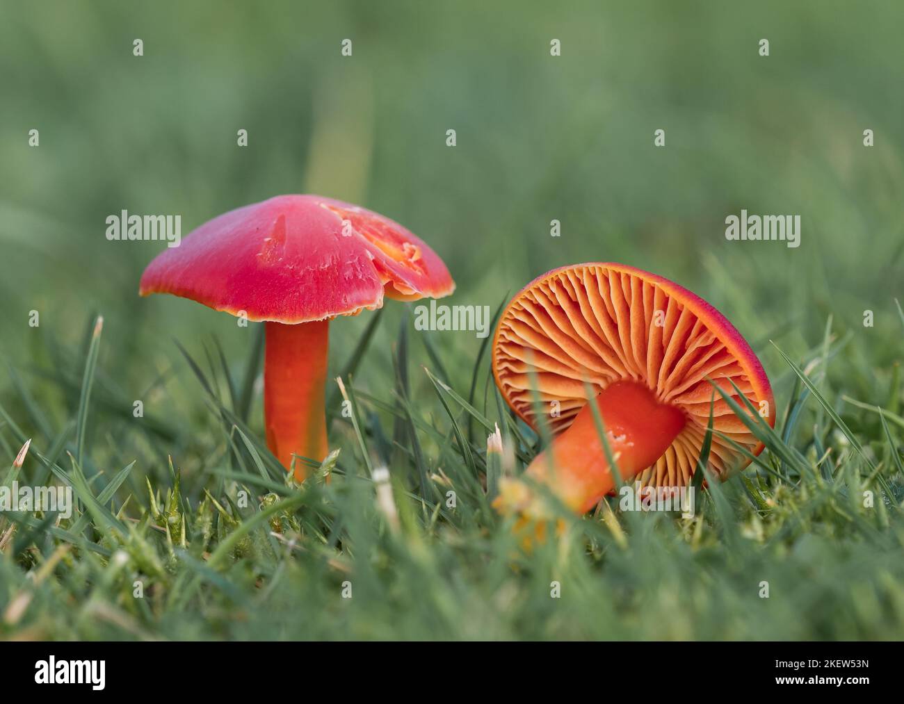 Cirage des champignons de chapeau Banque D'Images