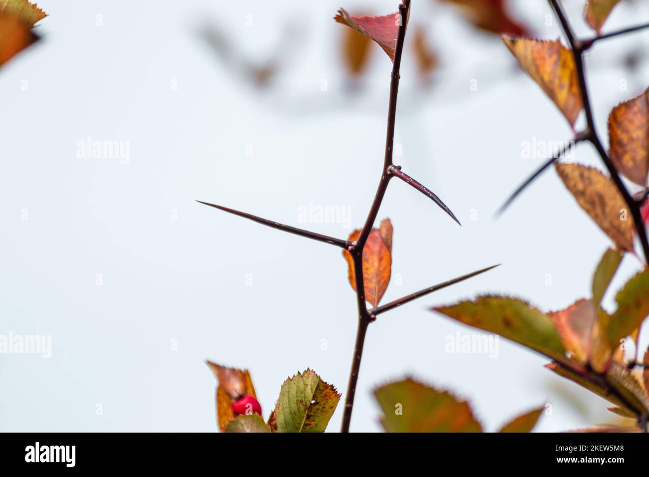 Branche d'arbre de Hawthorn avec aiguilles pointues pointes et fond gris flou de ciel. Gros plan automnal naturel Banque D'Images